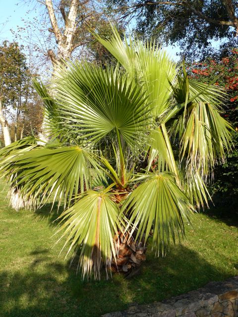 Washingtonia filifera