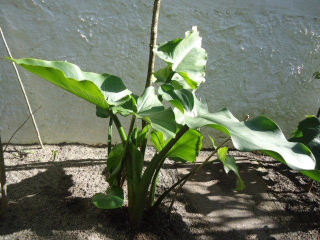 DSC01172.jpg Zantedeschia aethiopica (Arum).jpg