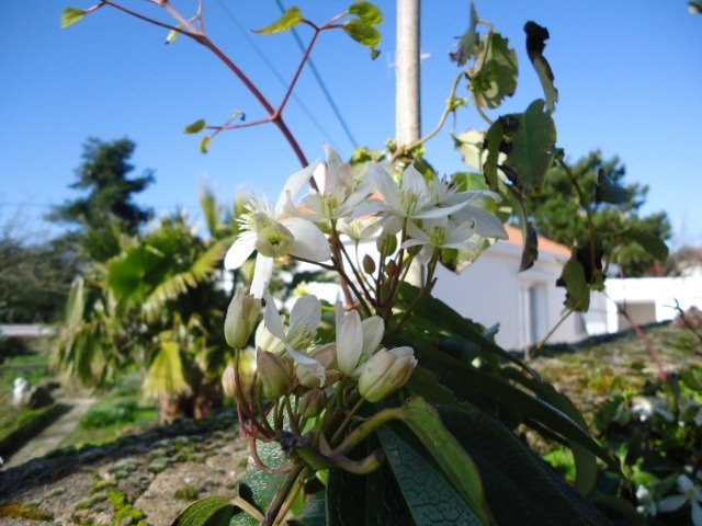 DSC01171.jpg Clematis armanii.jpg