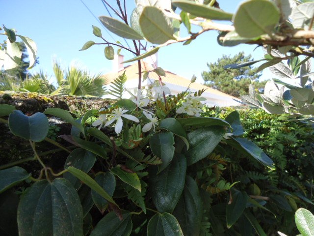 DSC01170.jpg Clematis armanii.jpg