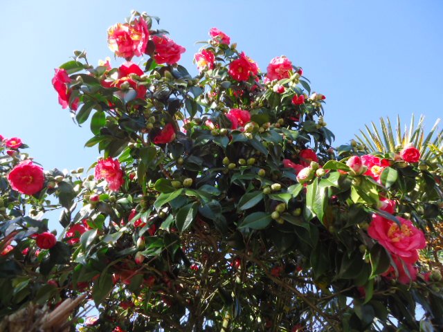 DSC01169.jpg