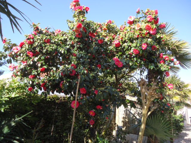 Camelia Lady Clare de 3 m 50