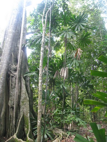 Licuala spinosa au pied d'un Ficus sumatrana