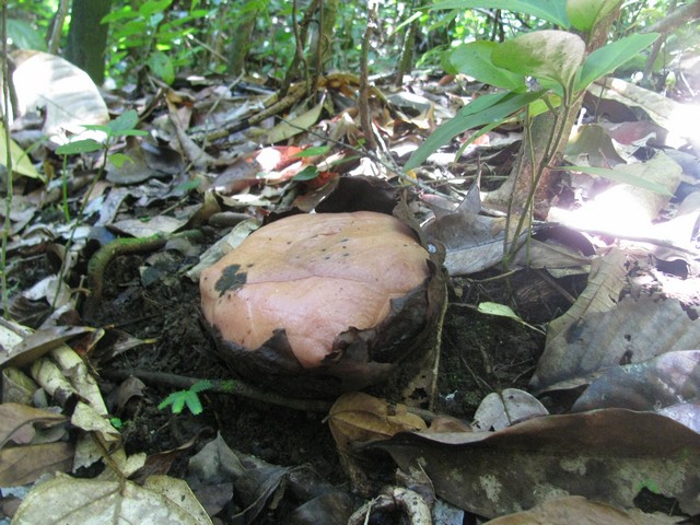 Rafflesia patma