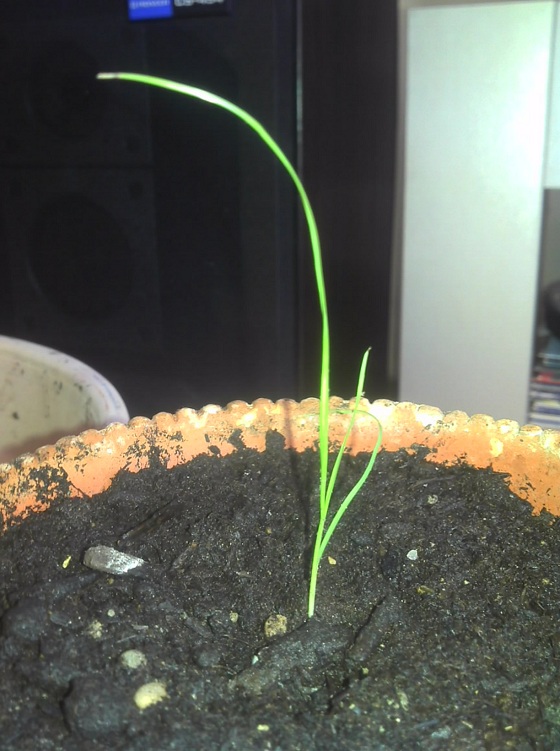 Le tout petit ( 8-9 cm) max.