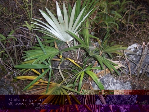 Guihaia argyrata