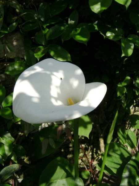 DSC03016.jpg