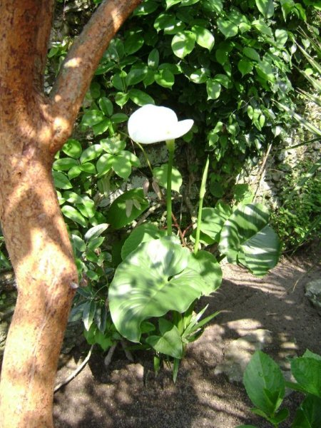 DSC03015.jpg