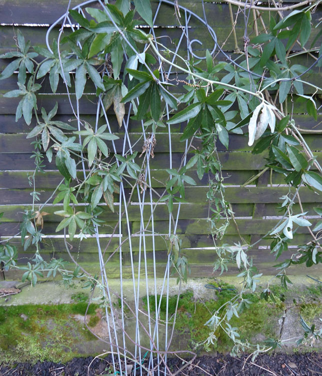 Passiflora caerula.jpg