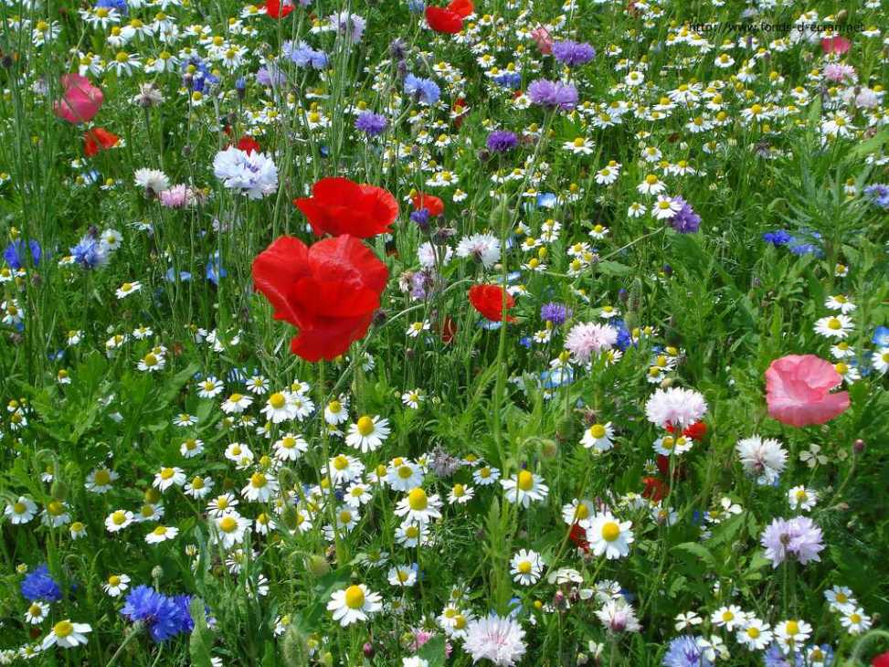 prairie-fleurie2.jpg