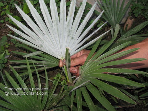 Trachycarpus princeps