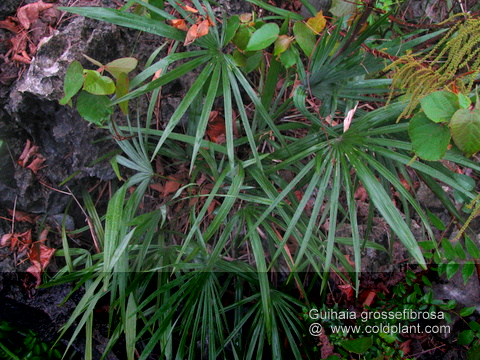 Guihaia grossefibrosa in the habitat