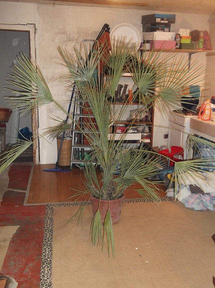 palmier 045.JPG