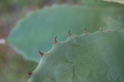 congesta_07 (250x166).jpg
