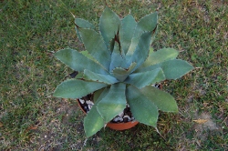 congesta_08 (250x166).jpg