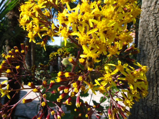 Senecio petasitis