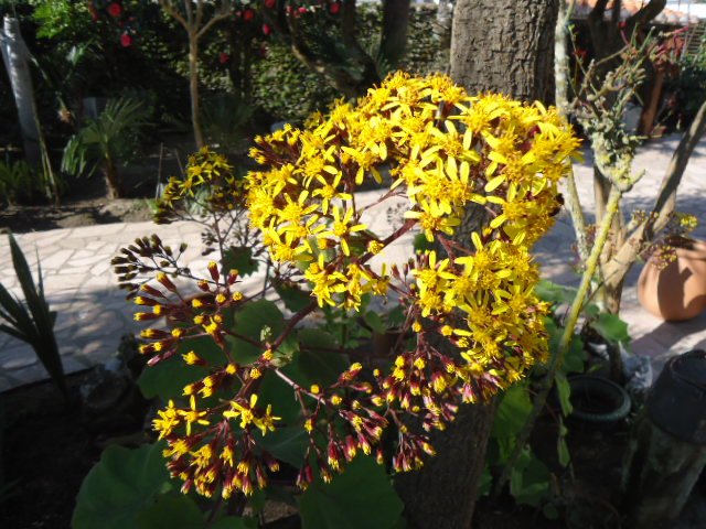Senecio petasitis