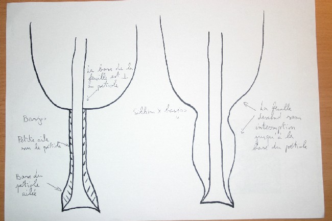 dessin explicatif