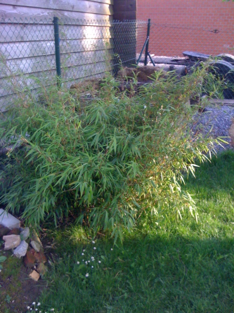 Fargesia rufa 20120622.JPG