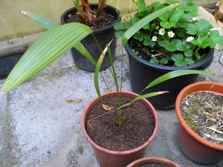 trachy nova 2009.jpg