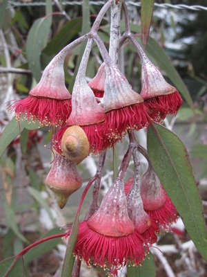 E. caesia subsp magma (silver princess).jpg