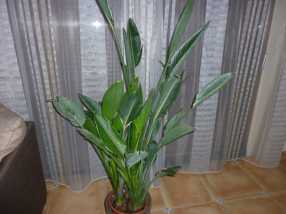 P1070158 (Copier).JPG