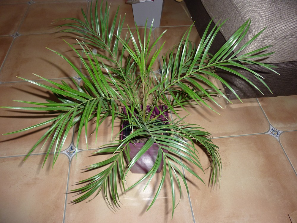 P1070161 (Copier).JPG
