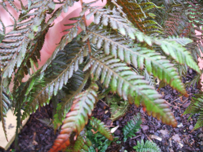 dicksonia-décembre-2009-1.jpg