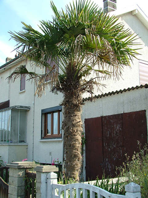 Trachy Sault les Rethel.jpg