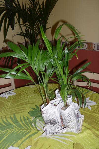 Chamaedorea radicalis