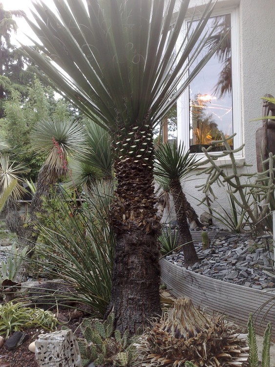 Y carne ex jardin.jpg