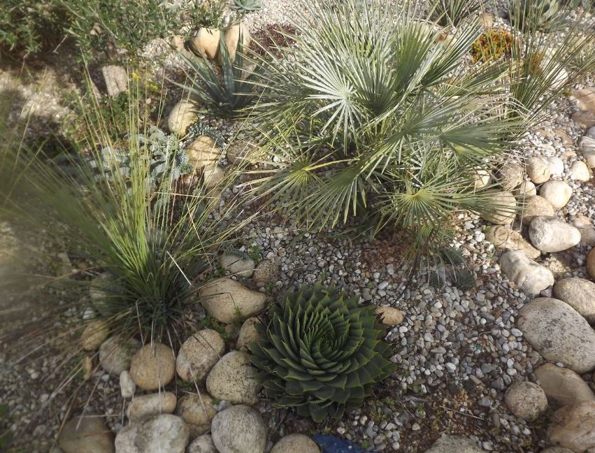 aloe.JPG