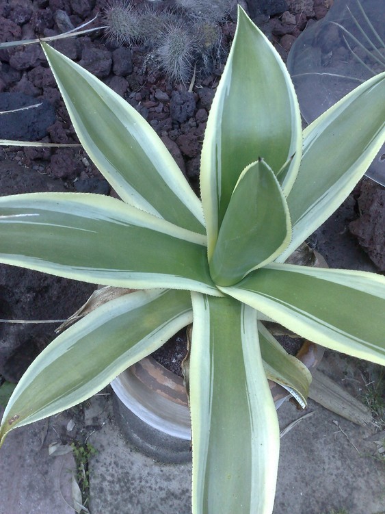 A cundinamarcensis var.jpg