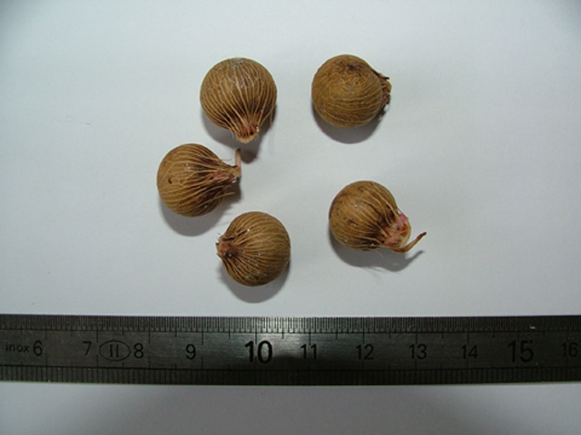 Prestoea acuminata var. montana.jpg