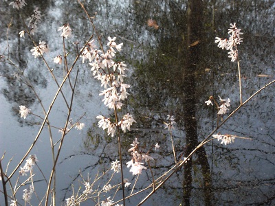 Abeliophyllum narcissique.....
