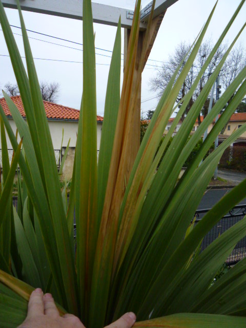 C. Australis ht totale hors sol &gt;2m