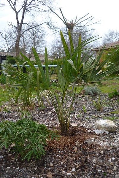 Trachycarpus ukhrulensis sans aucune protection cet hiver : OK