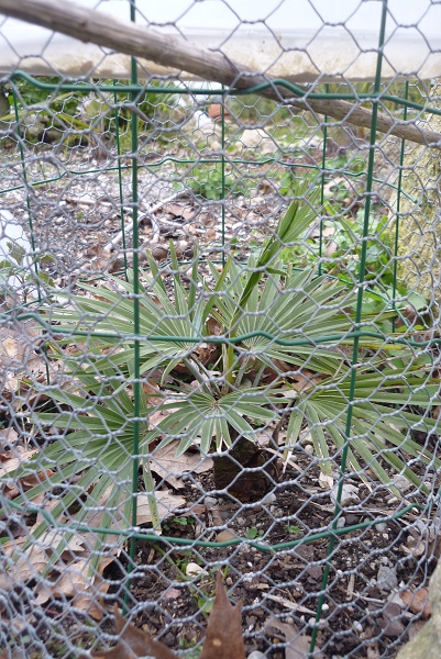 petit princeps à l'abri des lapins et avec toit tout l'hiver