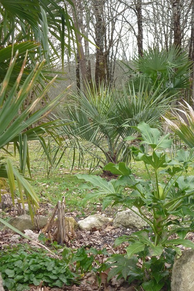 butia Capitata..pas mal