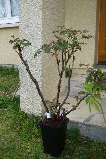 mon côté plante à mémére...
