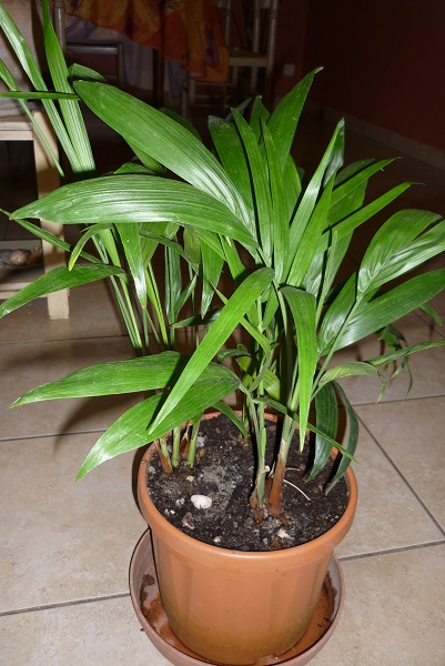 mis en pot en attendant la chaleur