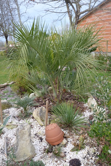 butia qui a un peu soufert de l'humidité ambiante