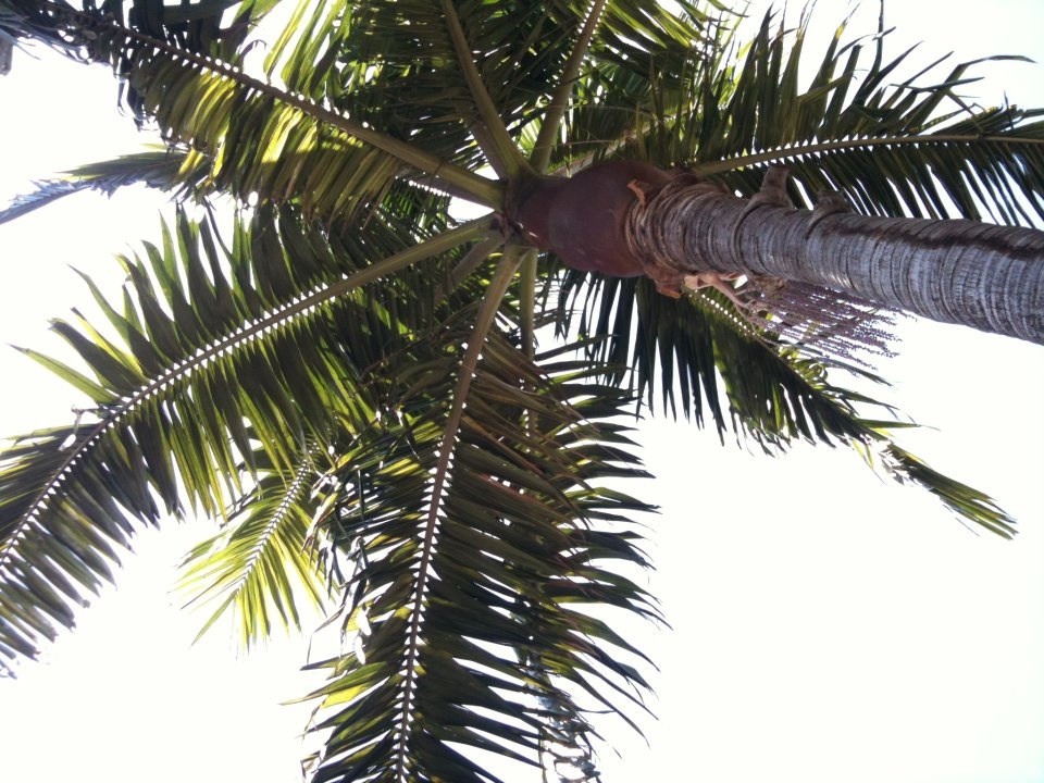 Archontophoenix à Calheta, palmiers à succès sur l'île