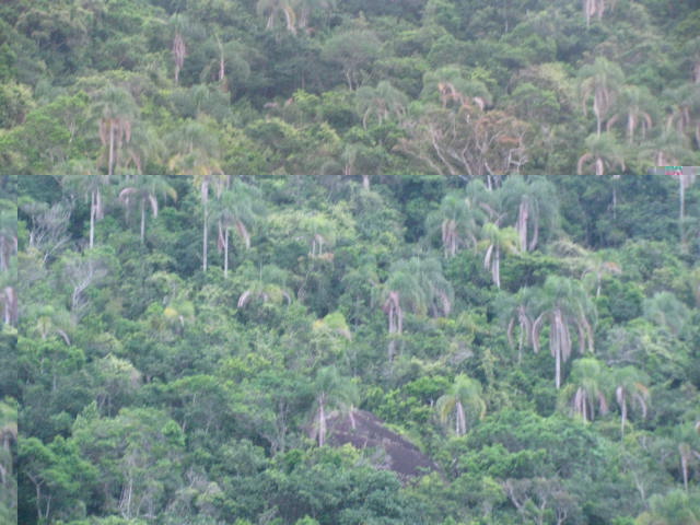 syagrus sur la cote entre sao paulo et rio