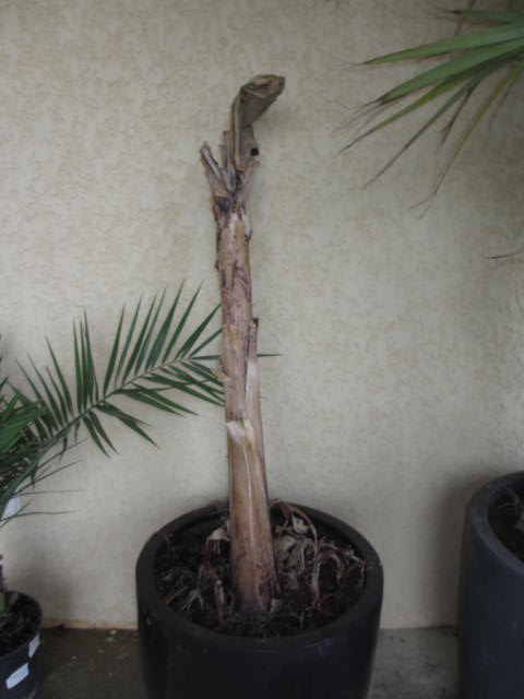 19 mars 2013 002.jpg