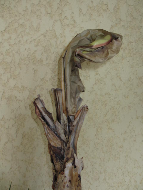 19 mars 2013 003.jpg