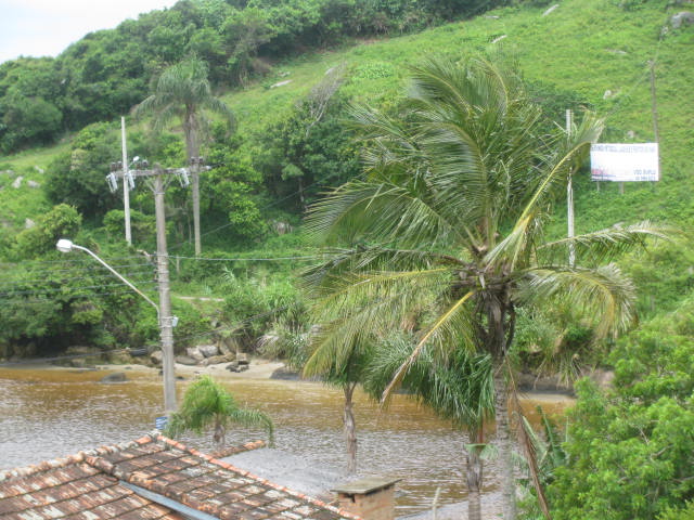 cocotiers sur florianopolis