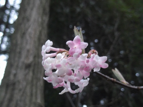 1Viburnum fragrans