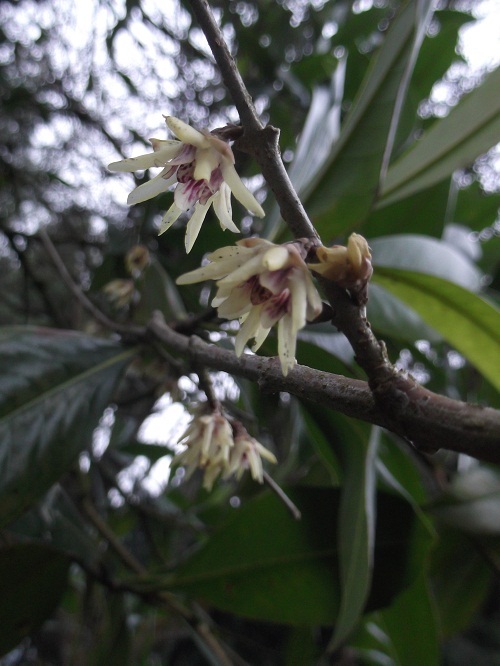 Chimonanthus fragrans aux fleurs de cire très odorantes!