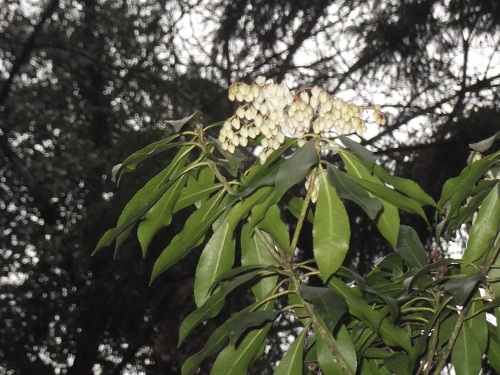 Un très beau pieris très hâtif et assez grand(3m)